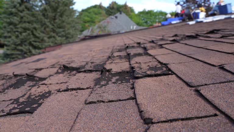 Best Roof Moss and Algae Removal  in London, CA